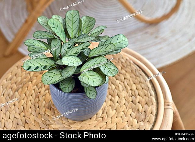 Tropical 'Ctenanthe Burle Marxii Amagris' houseplant with dark green vein stripe pattern in flower pot on table