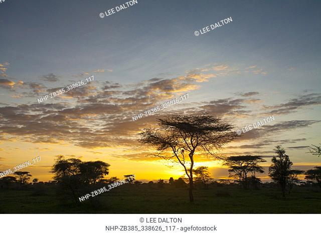 Acacias at sunrise, Ndutu, Ngorongoro Conservation Area, southern Serengeti, Tanzania