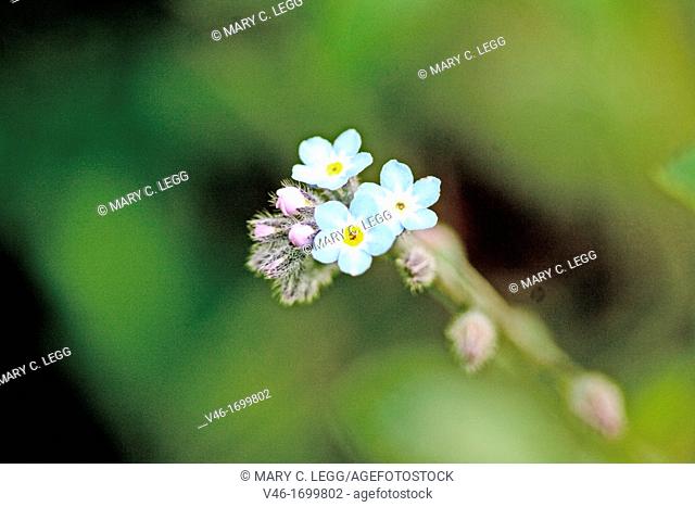 Forget-me-not, Myosotis sylvatica small perennial plant with delicate baby blue flowers  Gardener's favorite  Annual  Mouse-ear  Woodland Forget-me-not  Small...