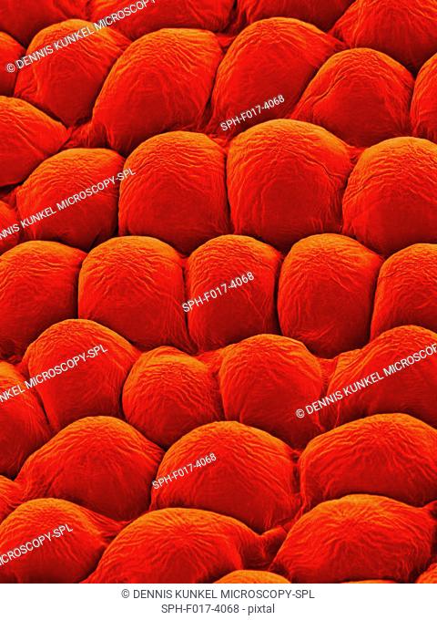 Papillae on the upper surface of a rose flower petal (Rosa sp), coloured scanning electron micrograph (SEM). Papillae are projections from epidermal cells and...