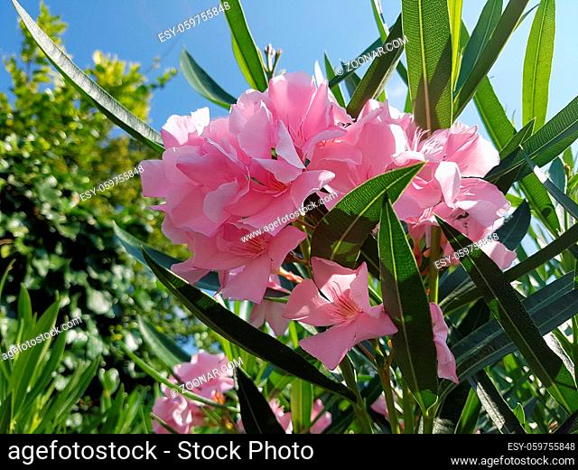 Oleander; Nerium; rosa