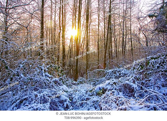 france, île de france, vallée de chevreuse : soleil dans la forêt enneigée