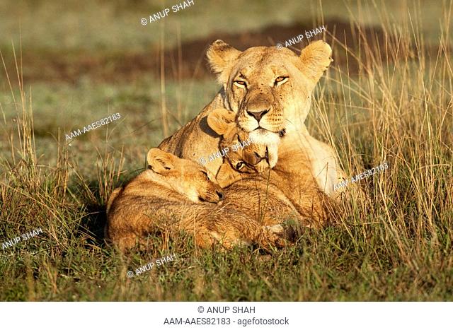 Lioness sitting with cubs aged 9-12 months (Panthera leo). Maasai Mara National Reserve, Kenya. Apr 2009