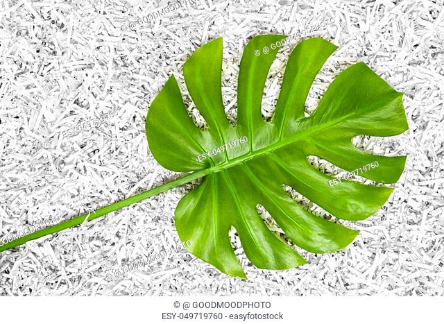 Tropical green Monstera leaf in a heap of shredded paper. Recycling concept