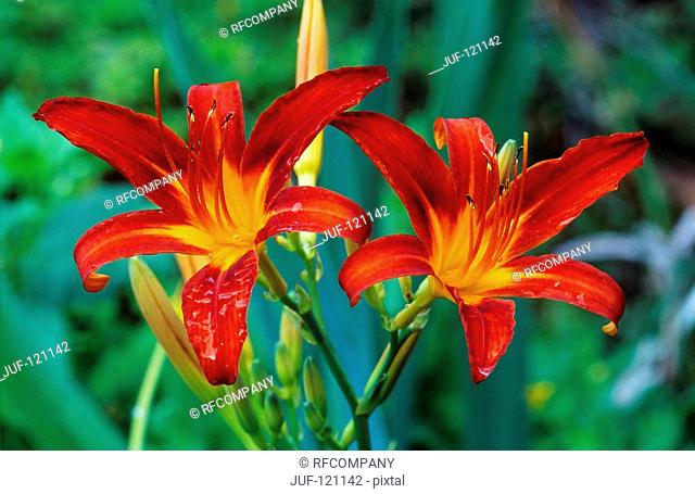 daylily / Hemerocallis