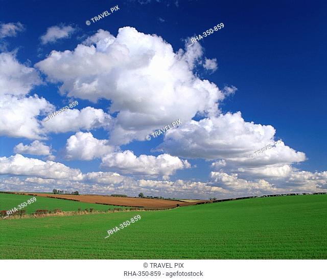 Agricultural landscape of fields and blue sky with white clouds in Lincolnshire, England, United Kingdom, Europe