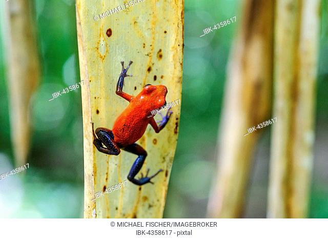 Strawberry poison-dart frog, also blue jeans frog (Oophaga pumilio) climbing on a leaf, rainforest, Alajuela province, Costa Rica