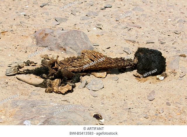 South African fur seal, Cape fur seal (Arctocephalus pusillus pusillus, Arctocephalus pusillus), skeletonized seal pup lying in the sand, Namibia