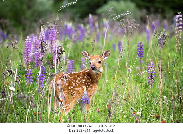 United States, Minnesota, White tailed Deer Odocoileus virginianus, baby, in a meadow with lupins