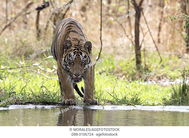 Asia, India, Maharashtra, Tadoba Andhari Tiger Reserve, Tadoba national park, Bengal tiger (Panthera tigris tigris), refreshes itself in an artificial water...