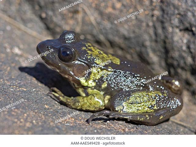 Green Frog with aberrant coloration (Rana clamitans) juvenile; NY, Adirondack Park