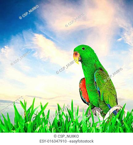 Green macaw with nature