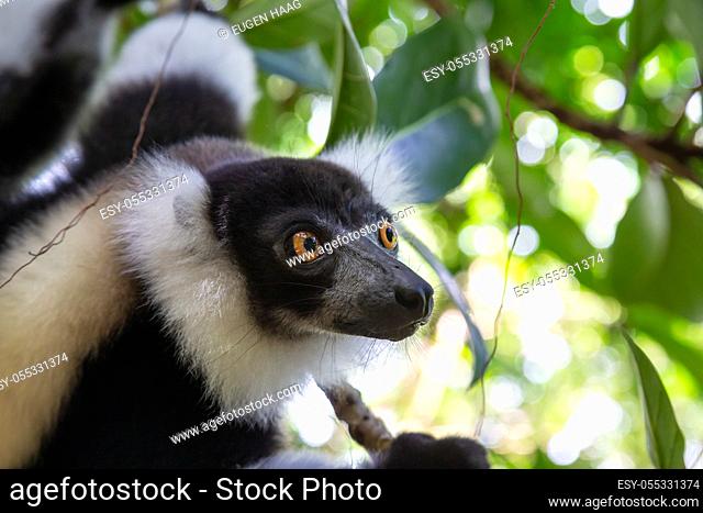 Papo 50234 Schwarzweißer Vari Lemur 8 cm Wildtiere Neuheit 2018 