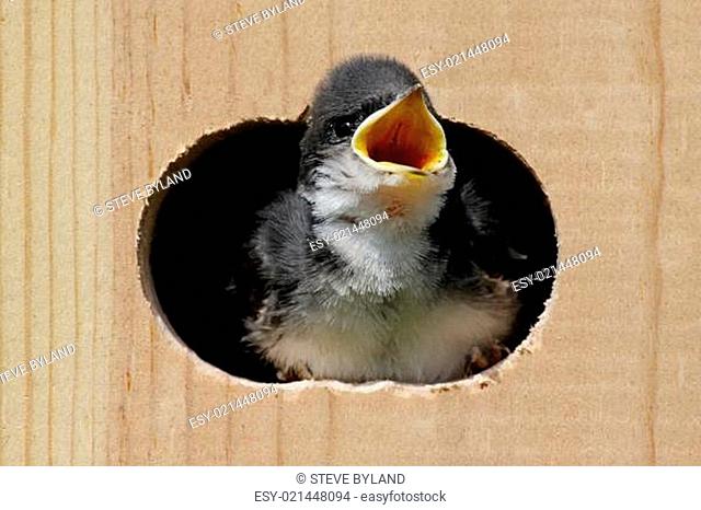 Baby Tree Swallow In a Bird House