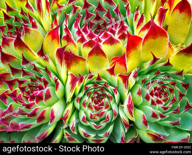 Hens and Chicks succelent, Sempervivum tectorum, close up of colourful plant showing pattern