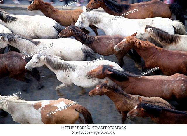 Herd of horses, 'Saca de las yeguas' festival, town of Almonte, province of Huelva, Andalusia, Spain. Dating back to 1504, every 26th of June