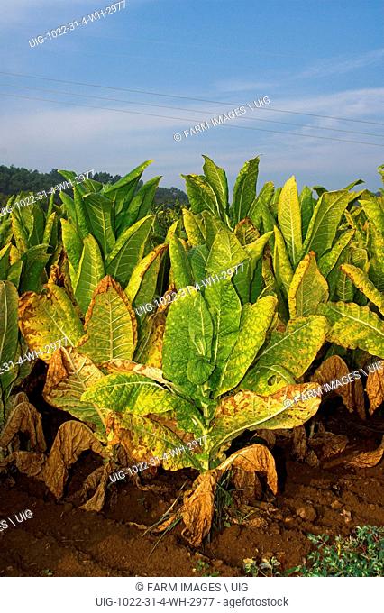 Tobacco plant ready for harvest ( Nicotiana tabacum ), Tennesse, USA. (Photo by: Wayne Hutchinson/Farm Images/UIG)