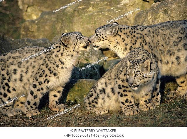 Snow Leopard Panthera uncia Female with two ten month old cubs