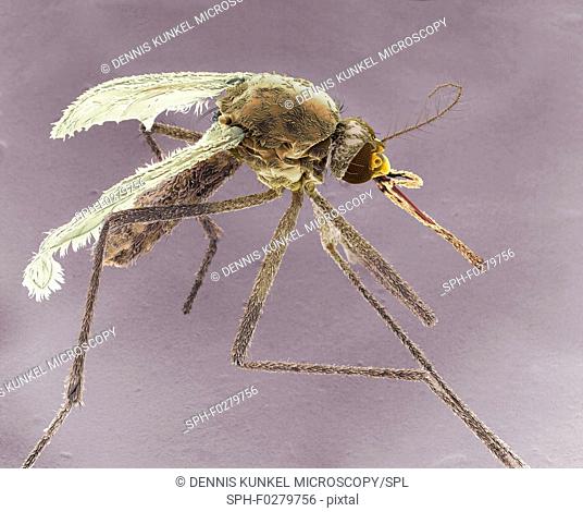 Female Asian tiger mosquito, SEM