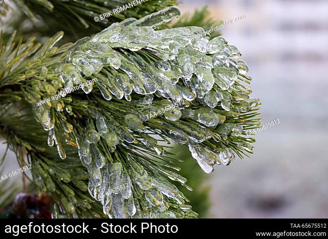 RUSSIA, ROSTOV-ON-DON - DECEMBER 12, 2023: A close up view of a fir tree branch covered in ice during freezing rain in winter. Erik Romanenko/TASS