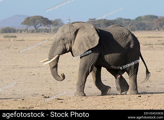 large male African elephant walking through a dried savannah on a hot day amidst mountains and forests