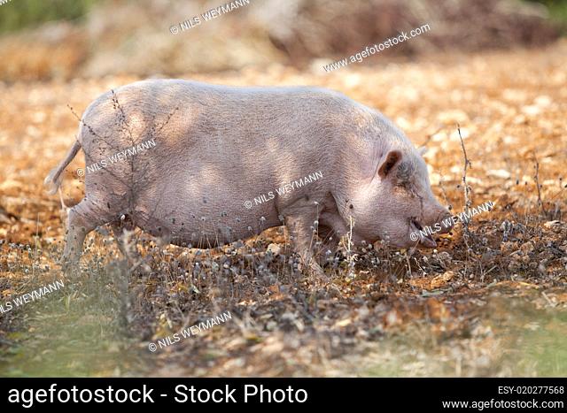 Haus schwein säugetier im freien im sommer