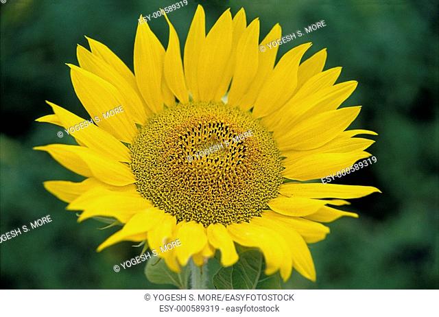 Sunflower, Helianthus annuus L., Helianthus aridus Rydb., Helianthus lenticularis Dougl. ex Lindl