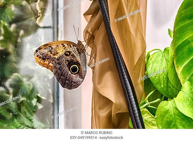 Owl butterfly, genus Caligo, is a tropical butterfly often found in the rainforests and secondary forests of Mexico, Central, and South America
