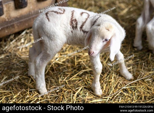 26 March 2021, Saxony-Anhalt, Zerbst: An Easter lamb born in March 2021 stands in the barn of the Frischbier sheep farm. Farmer Rainer Frischbier breeds...