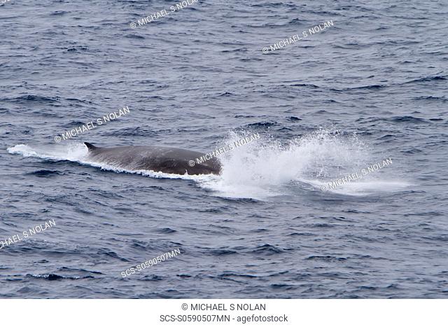 Adult Fin Whale Balaenoptera physalus power lunging in the Drake Passage between South America and the Antarctic Peninsula