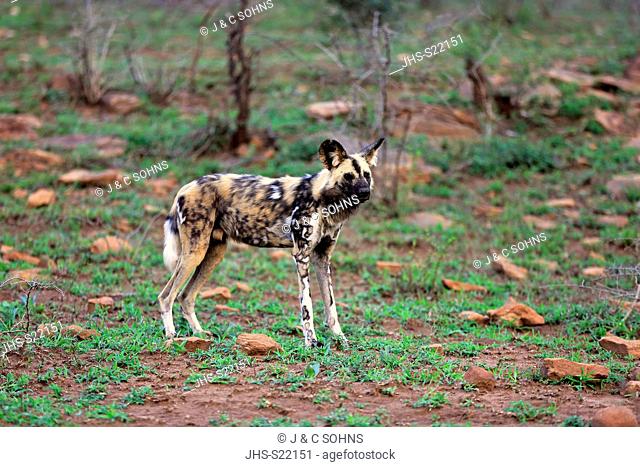African Wild Dog, (Lycaon pictus), adult alert, Hluhluwe Umfolozi Nationalpark, Hluhluwe iMfolozi Nationalpark, KwaZulu Natal, South Africa, Africa
