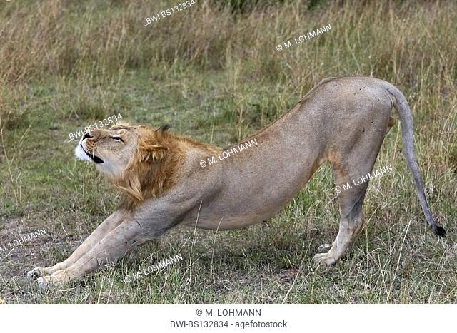 lion (Panthera leo), male stretching its body, Kenya, Masai Mara National Park
