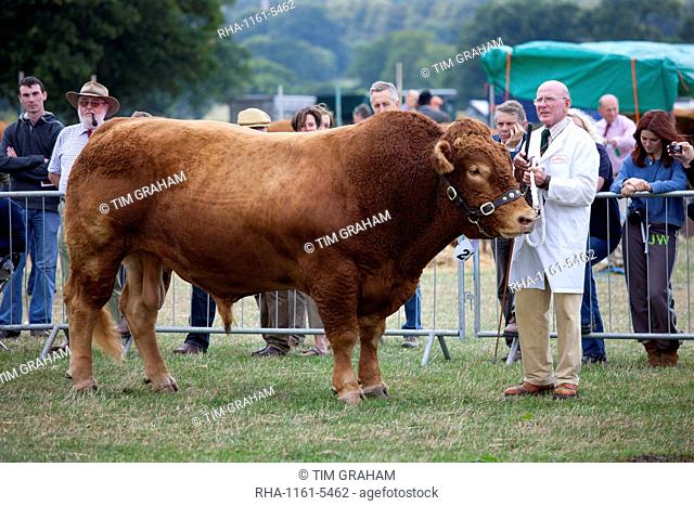 South Devon bull at Moreton Show, agricultural event in Moreton-in-the-Marsh Showground, The Cotswolds, Gloucestershire, UK