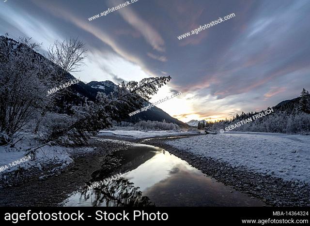 Snowy landscape in the Isar floodplains, with the river and individual spruce trees in winter during sunset on the border with the Karwendel near Vorderriss and...