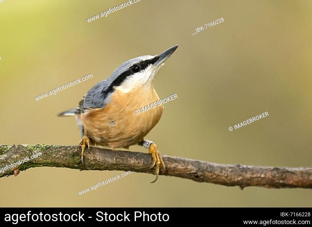 Eurasian nuthatch (Sitta europaea) hanging from a tree, wildlife, Germany, Europe