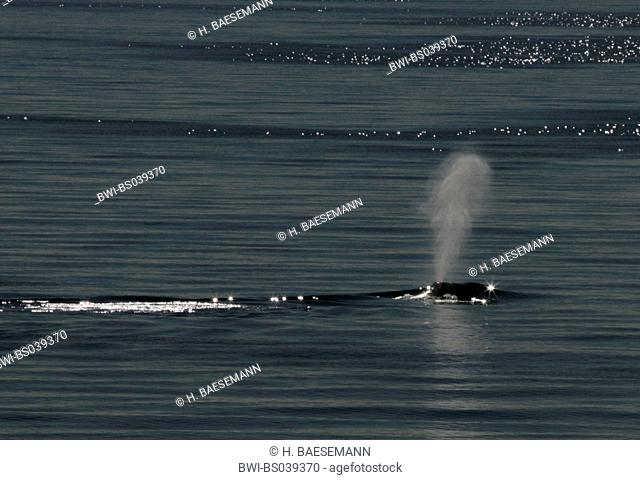 bowhead whale, Greenland right whale, Arctic right whale (Balaena mysticetus), under watersurface, blowing, Canada, Franklin Bay