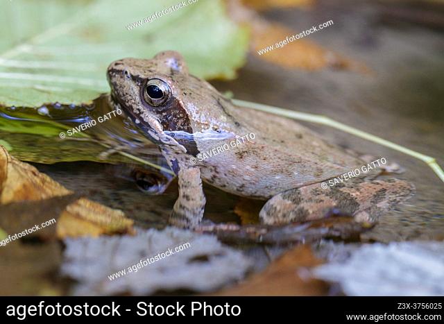 Italian Stream Frog (Rana italica), side view of an adult in the water, Campania, Italy