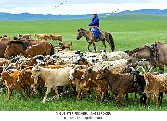 Mongolian nomad on horse, herding cashmere goats (Capra hircus laniger), Dashinchilen, Bulgan Aimag, Mongolia