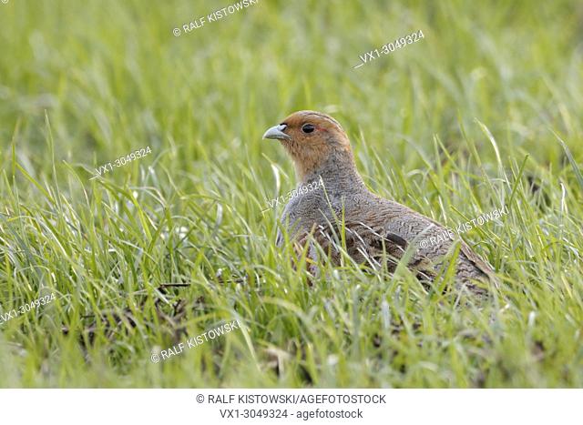 Attentive Grey partridges ( Perdix perdix ) sitting in a green field, watching around, wildlife, Europe