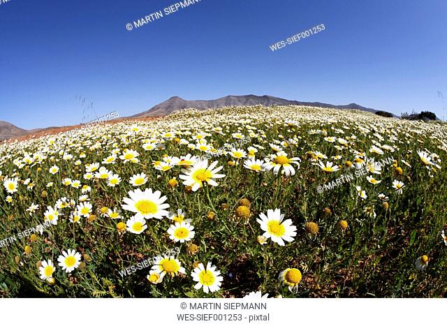 Spain, Canary Islands, Fuerteventura, Cuchillos, View of blooming marguerites