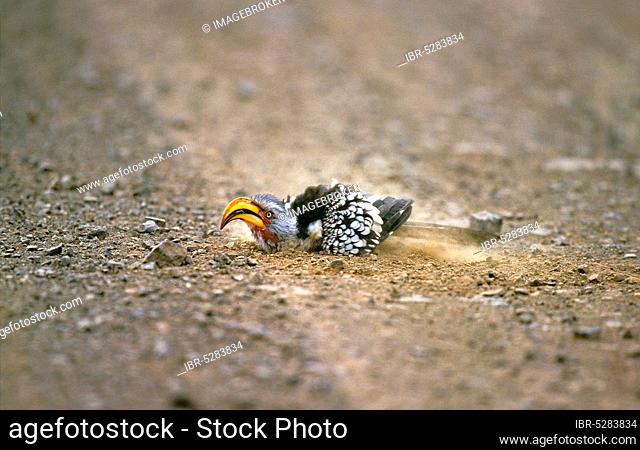 Eastern Yellow billed Hornbill (tockus flavirostris), adult taking a dust bath, Kenya, Africa