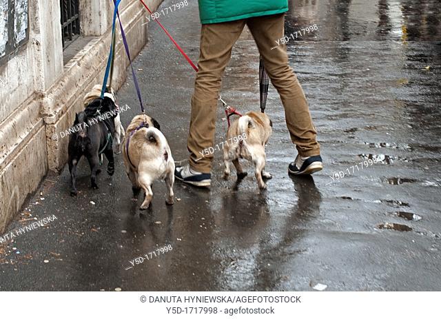 Man walking out four little buldogs, sidewalk after rain, actually Rome, Italy, Europe