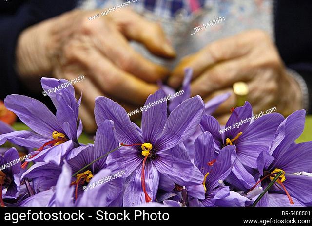 Pulling saffron threads, La Rosera saffron factory, Real saffron, Motilla del Palancar, Cuenca province, Castile-La Mancha, saffron crocus (Crocus sativus)