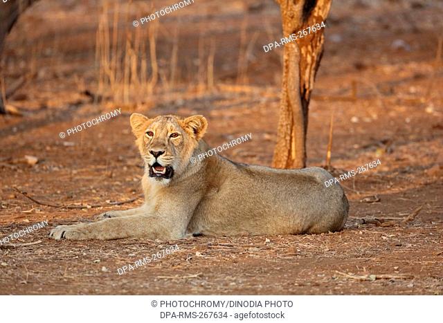 lion cub sasan gir Gujarat India Asia