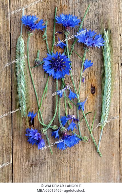 Arranged still life from natural materials, ear of rye, cornflowers