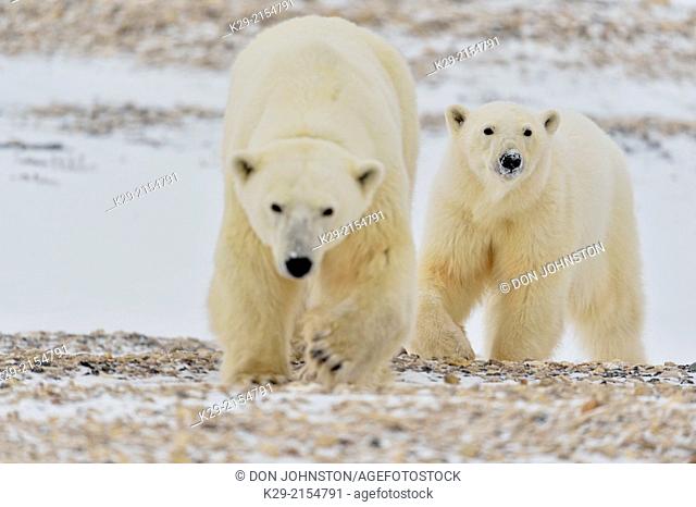 Polar Bear (Ursus maritimus) Mother and yearling, second-year cub, Wapusk NP, Cape Churchill, Manitoba, Canada