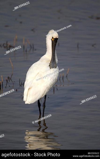 Black-faced black-faced spoonbill (Platalea minor) adult, non-breeding plumage, preening, standing in shallow water, May Po marshes, New Territories, Hong Kong
