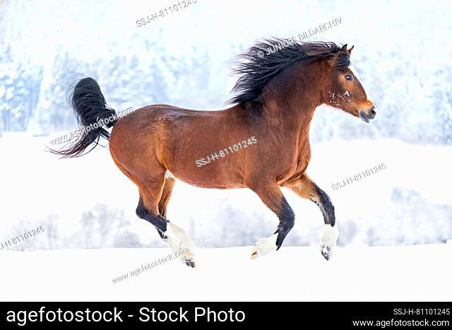 Freiberger Horse, Franches-Montagnes. Bay stallion galloping in snow. Austria