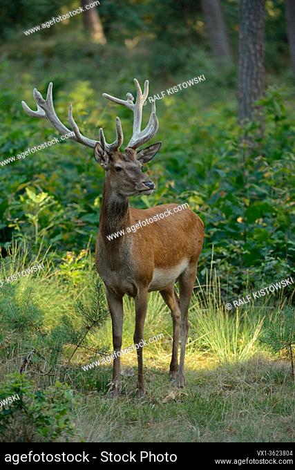 Red Deer / Rothirsch ( Cervus elaphus ), male, stag, with velvet on antlers, stands on a little clearing in a mixed forest, watching, nice evening light, Europe