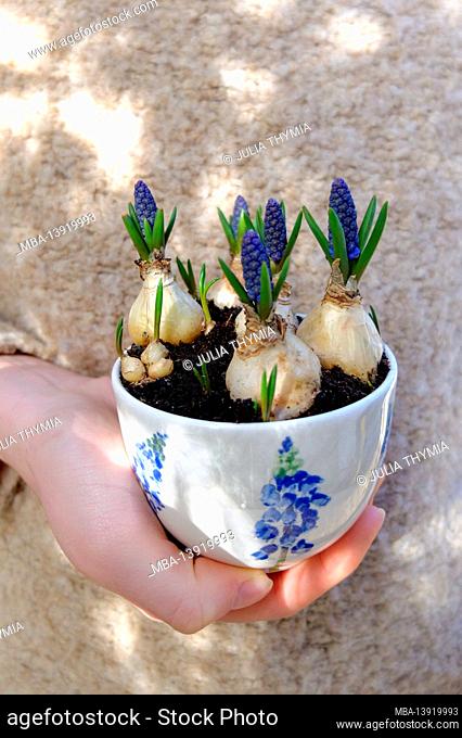 Blue muscari (grape hyacinth) in the cup